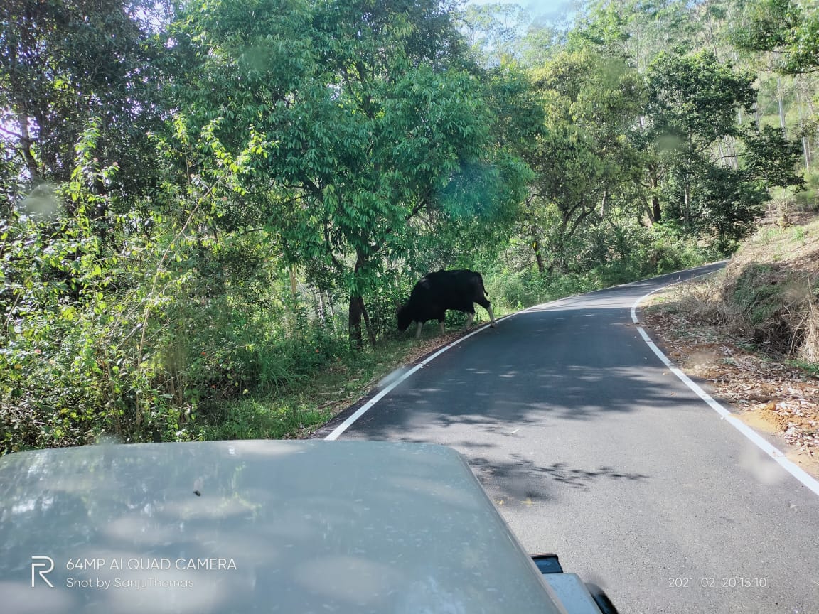 Thekkady Jungle safari